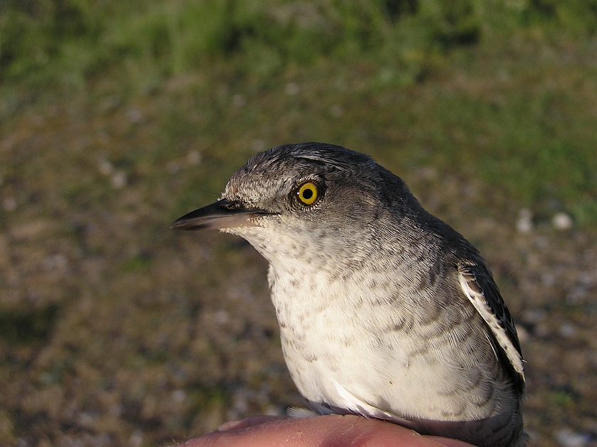 Barred Warbler, Sundre 20080608